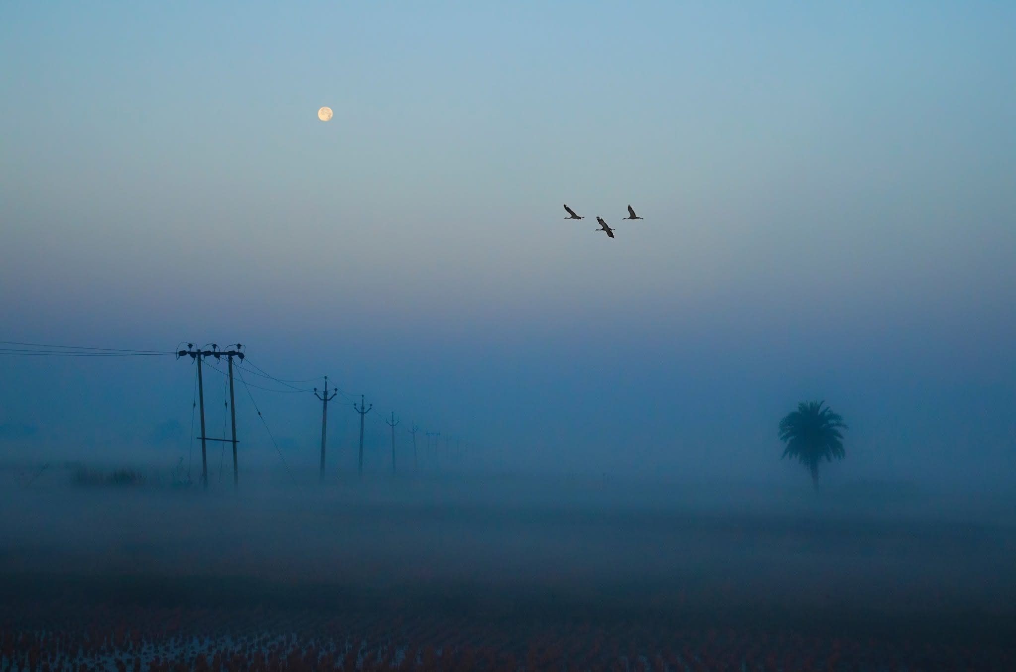Foggy Morning