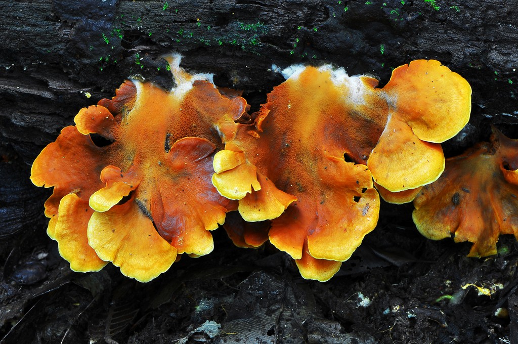 Fungi 06