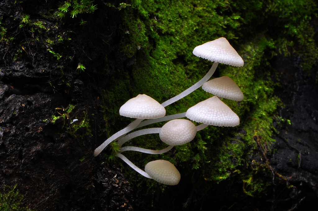 Fungi 07