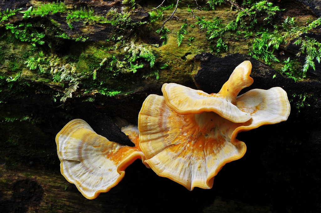 Fungi 10