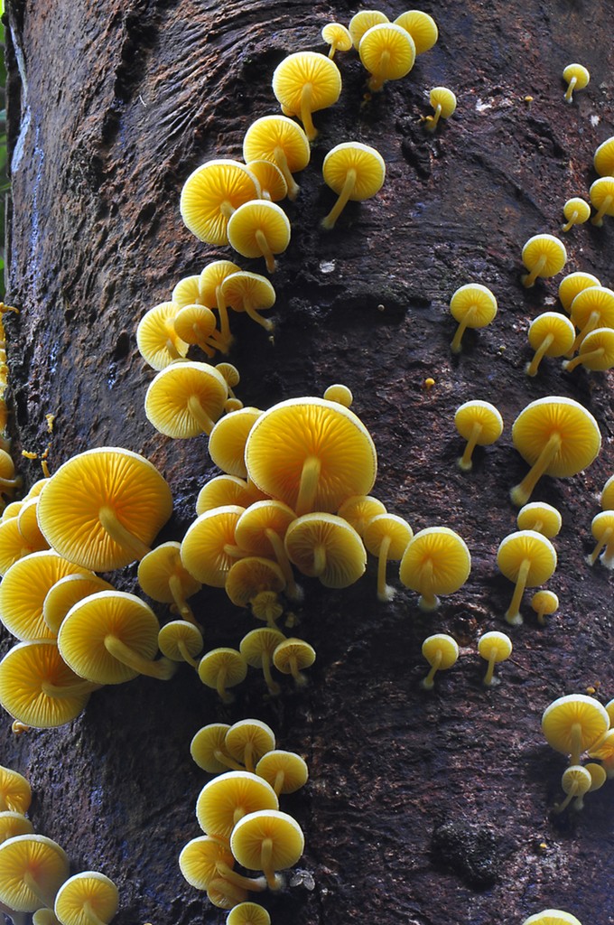 Fungi 03