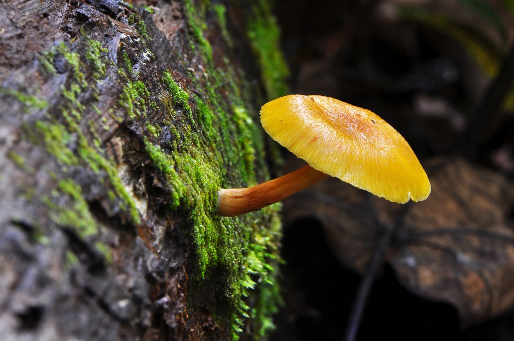Fungi 05