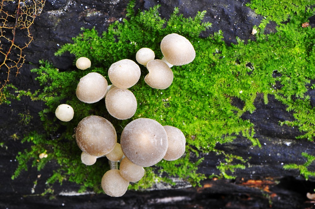 Fungi 12