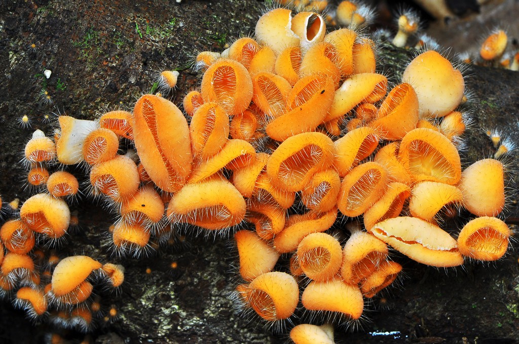 Fungi 08