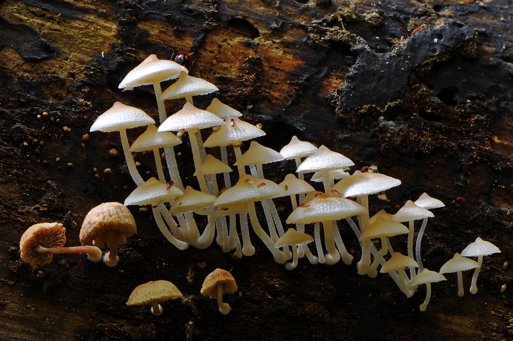 Fungi 09