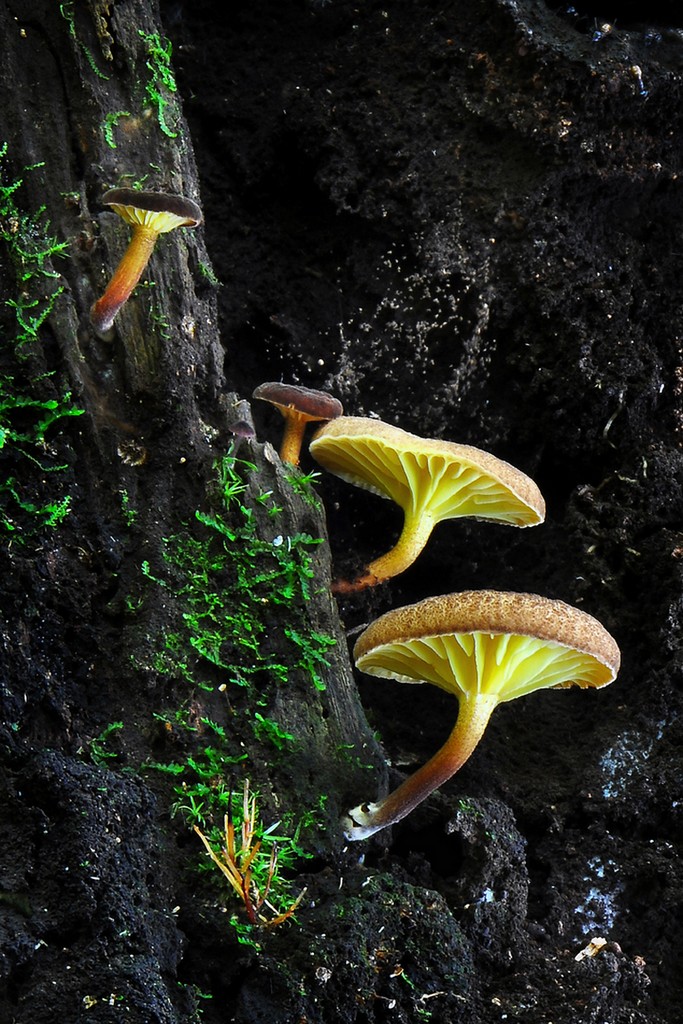 Fungi 04
