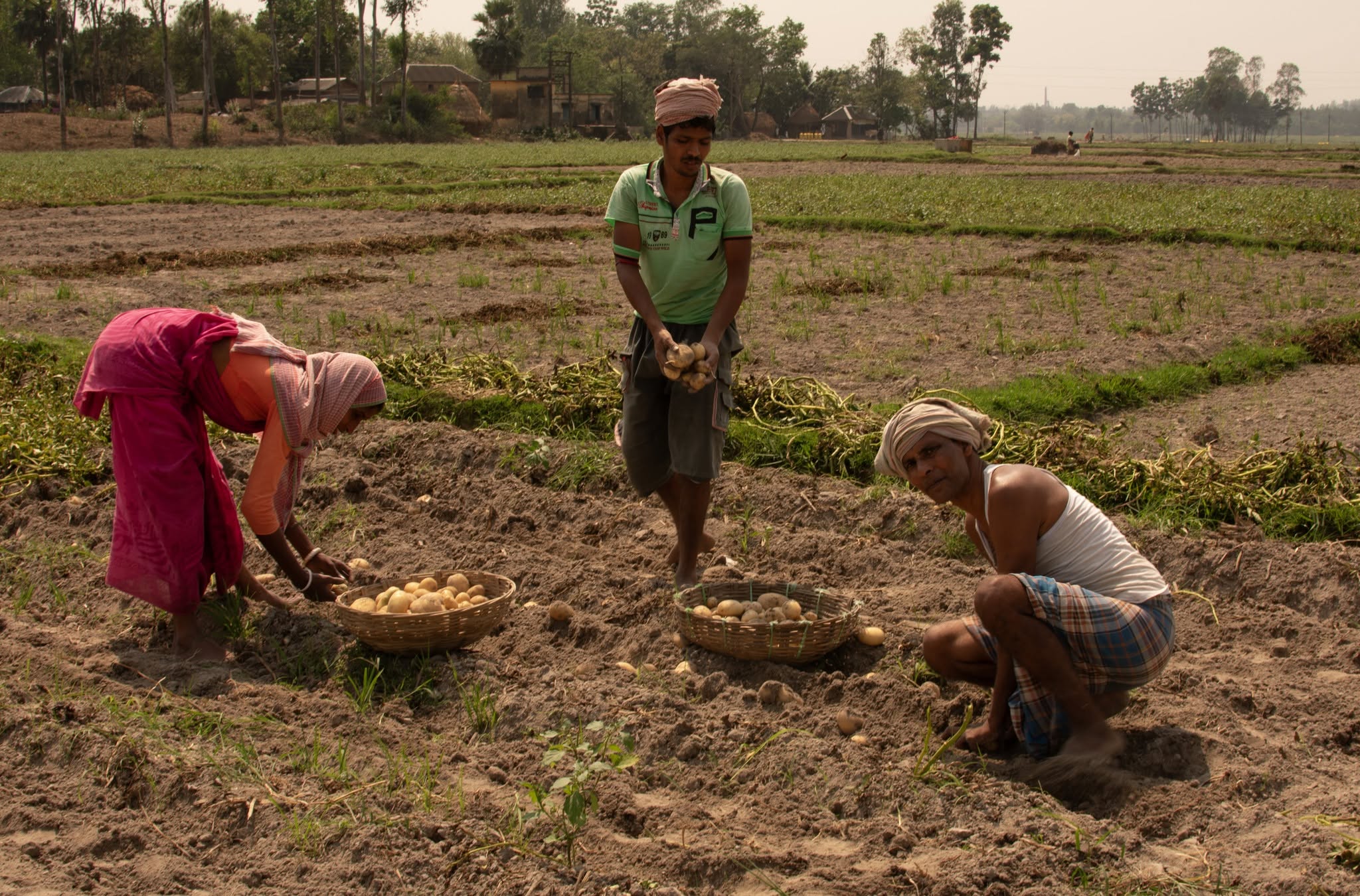 Potato harvesting